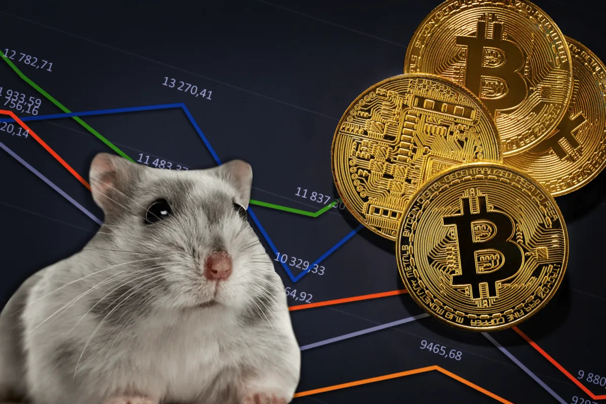 همستر یا بیت‌کوین؟ یه مقایسه باحال برای پول درآوردن!
