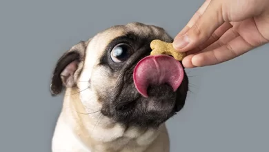 چگونه از تشویقی در تربیت سگ به درستی استفاده کنیم؟